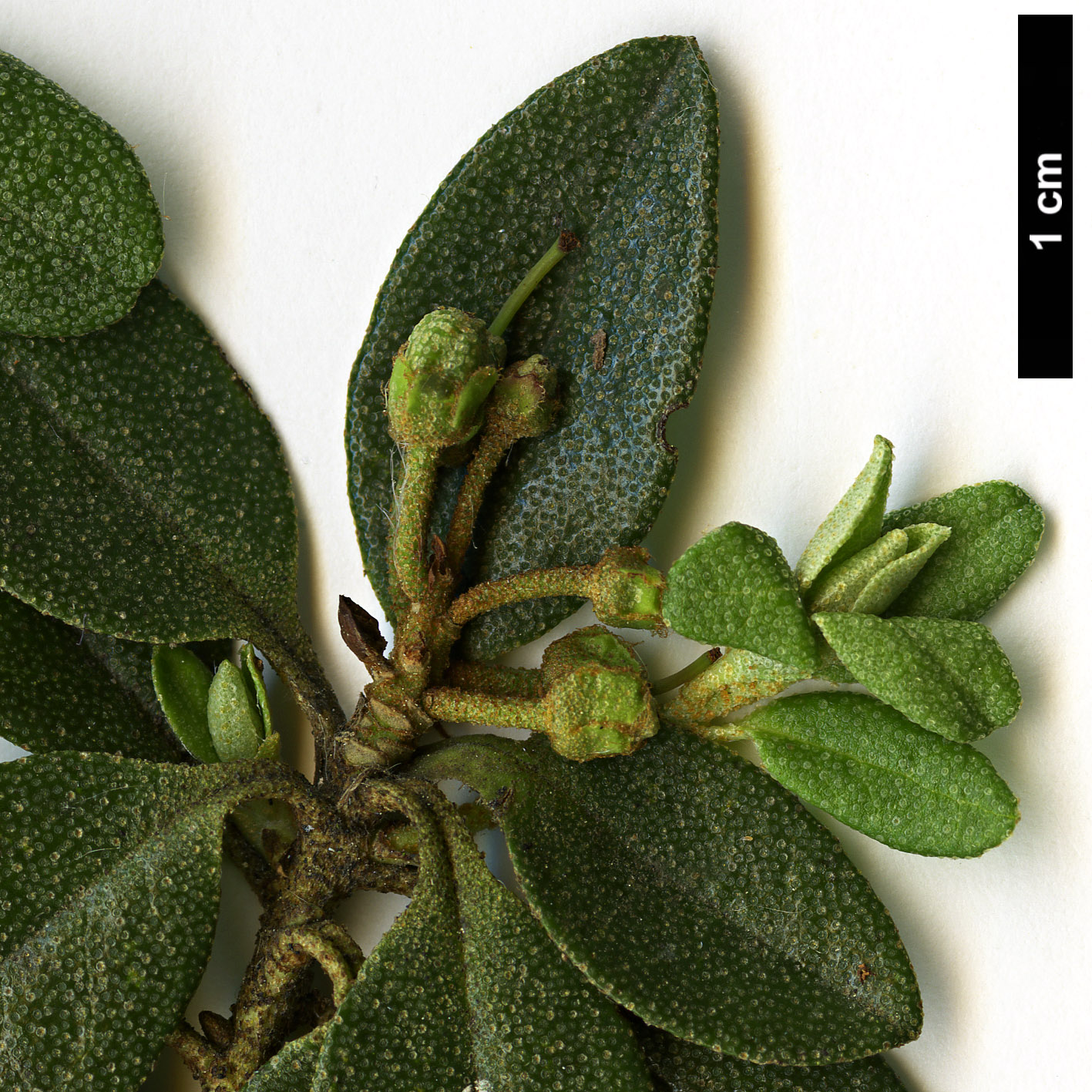 High resolution image: Family: Ericaceae - Genus: Rhododendron - Taxon: hippophaeoides - SpeciesSub: var hippophaeoides 